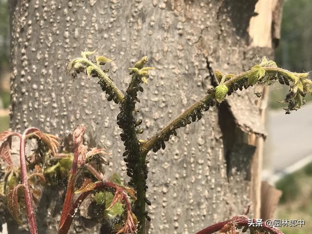 5月份，园林养护工作从这5个方面入手，才能让植物一夏无忧！