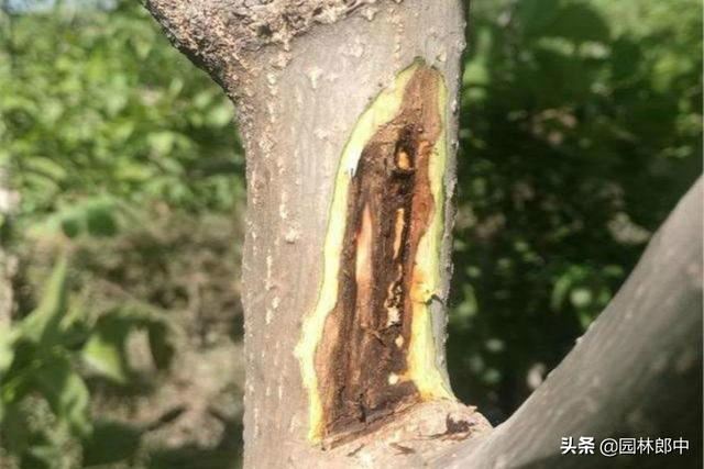 倒春寒已经发生，如何补救才能减轻其对园林植物的伤害