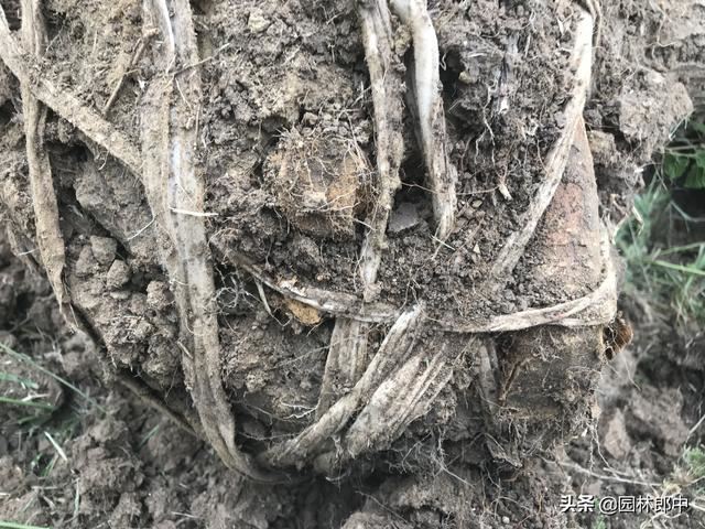 去年秋天移植的乌桕树，今年一直不发芽，怎么回事儿？