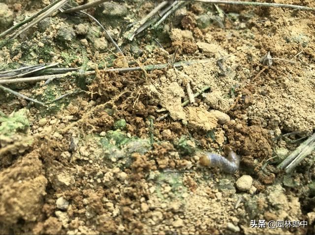 红枫短时间内整株干枯死亡，怎么回事儿？该怎样进行防治？