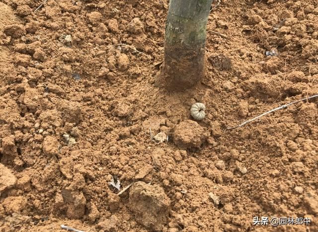 红枫短时间内整株干枯死亡，怎么回事儿？该怎样进行防治？