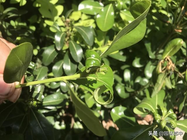 打了多次药物，蚜虫还是防不住，那是因为你忽略了水肥的重要性！