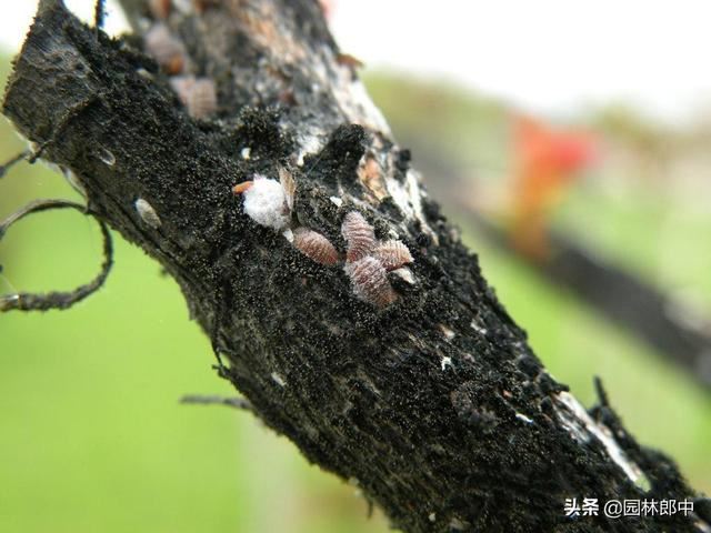 紫薇枝干上有许多小白点，手按一下还出现红色液体，怎么回事儿？