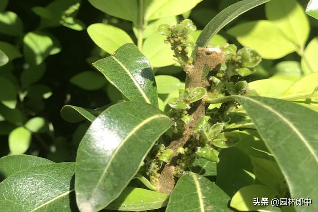 打了多次药物，蚜虫还是防不住，那是因为你忽略了水肥的重要性！