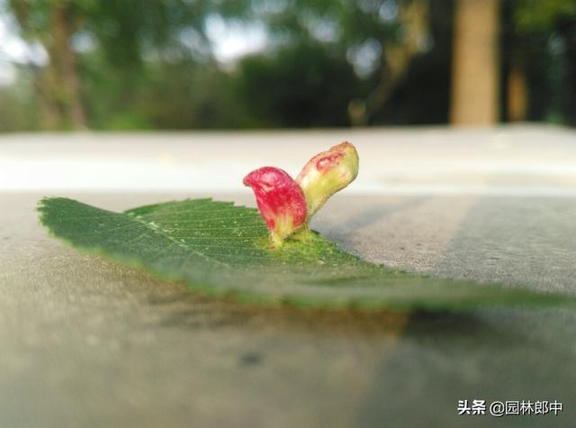 春天，金叶榆树叶子上长了许多酒红色小鼓包，这是怎么回事儿？