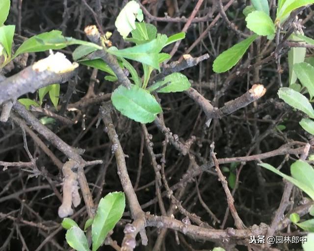 绿篱枝干被白色棉状物包裹，不要不在意，可能是蚧壳虫在危害