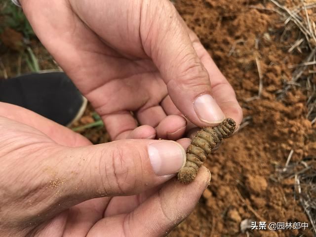 红枫短时间内整株干枯死亡，怎么回事儿？该怎样进行防治？