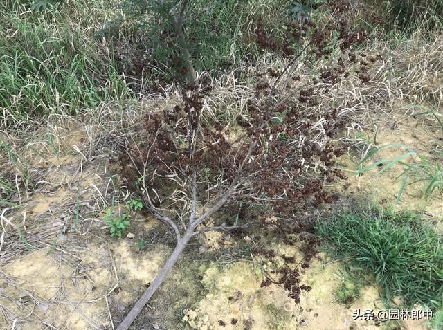 红枫短时间内整株干枯死亡，怎么回事儿？该怎样进行防治？