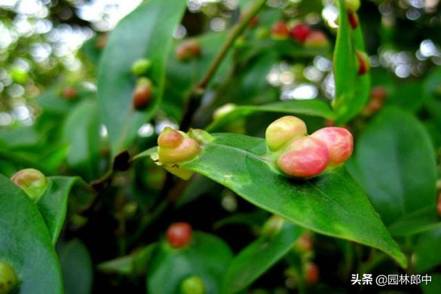 春天，金叶榆树叶子上长了许多酒红色小鼓包，这是怎么回事儿？