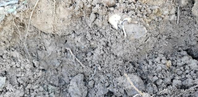 春植苗木即将进入回芽高峰期，怎么做才能预防已发新芽再干枯？