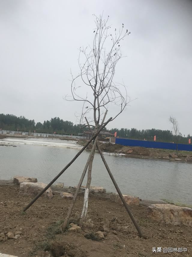 去年秋天移植的乌桕树，今年一直不发芽，怎么回事儿？