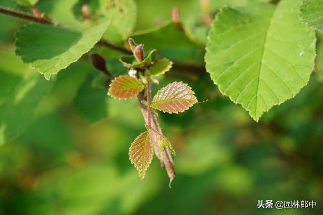 春天，金叶榆树叶子上长了许多酒红色小鼓包，这是怎么回事儿？