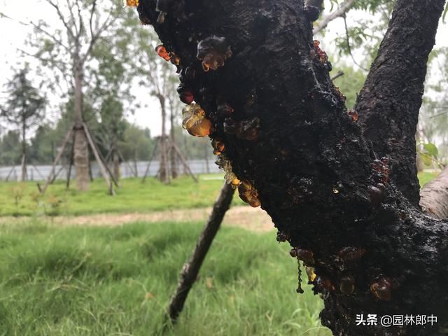 5月份，桃树流胶病进入发病高峰期，及时防治，避免桃树再受伤！