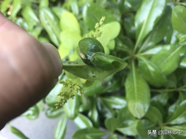 打了多次药物，蚜虫还是防不住，那是因为你忽略了水肥的重要性！