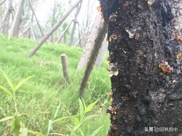 5月份，桃树流胶病进入发病高峰期，及时防治，避免桃树再受伤！