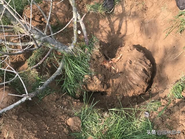 松树松针逐渐干枯、枝梢变秃，怎么回事儿？可能出了这3个问题