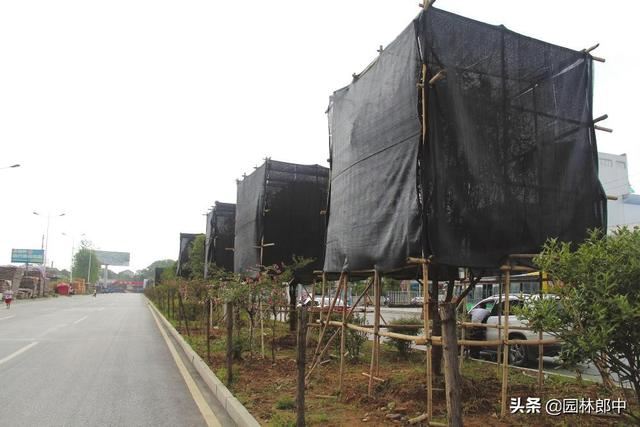 5月份，园林养护工作从这5个方面入手，才能让植物一夏无忧！