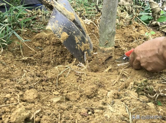 红枫短时间内整株干枯死亡，怎么回事儿？该怎样进行防治？