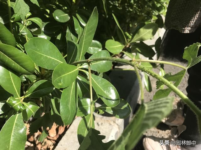 打了多次药物，蚜虫还是防不住，那是因为你忽略了水肥的重要性！