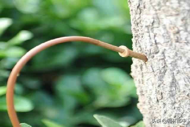 春植苗木即将进入回芽高峰期，怎么做才能预防已发新芽再干枯？