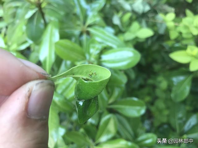 打了多次药物，蚜虫还是防不住，那是因为你忽略了水肥的重要性！