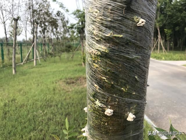 气温越来越高，冬季树木上用来保温的包树布到底用不用拆？