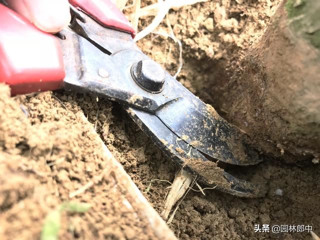 红枫短时间内整株干枯死亡，怎么回事儿？该怎样进行防治？
