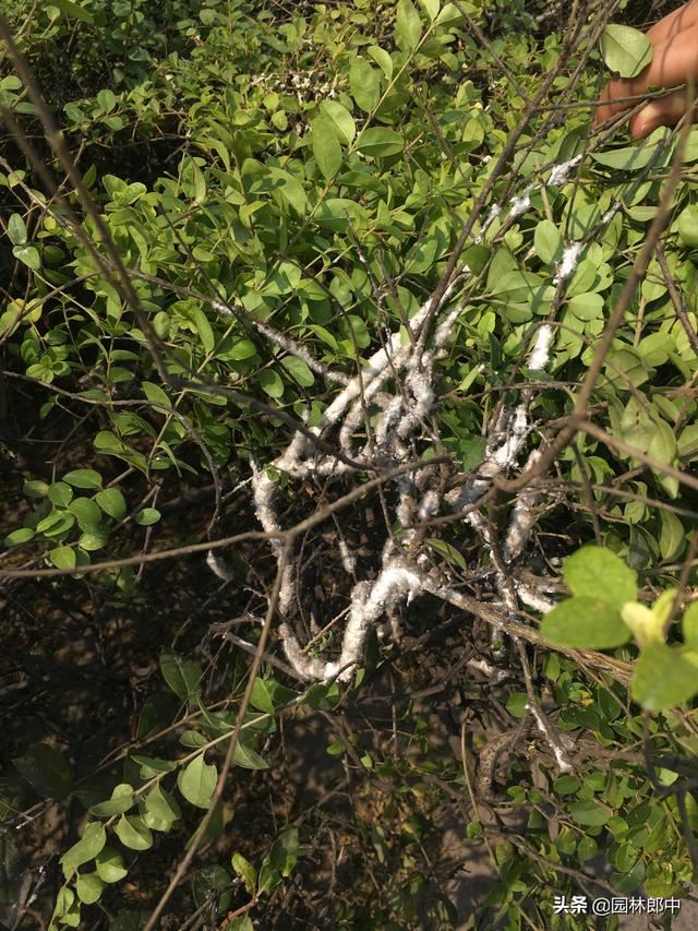 绿篱枝干被白色棉状物包裹，不要不在意，可能是蚧壳虫在危害