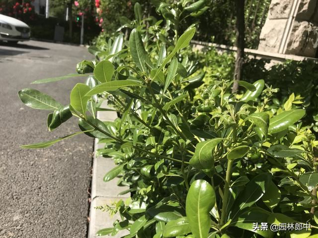 打了多次药物，蚜虫还是防不住，那是因为你忽略了水肥的重要性！