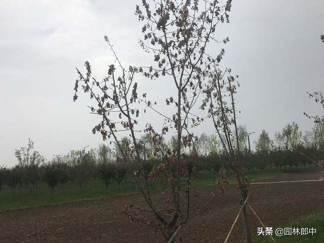 绿化工地海棠树多次移栽、并补栽，成活率还是不高，怎么回事儿？