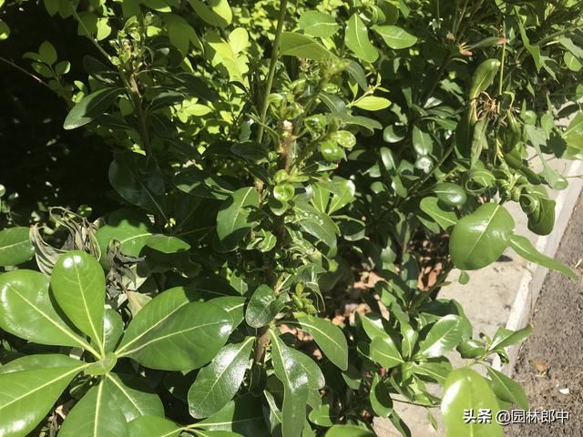打了多次药物，蚜虫还是防不住，那是因为你忽略了水肥的重要性！