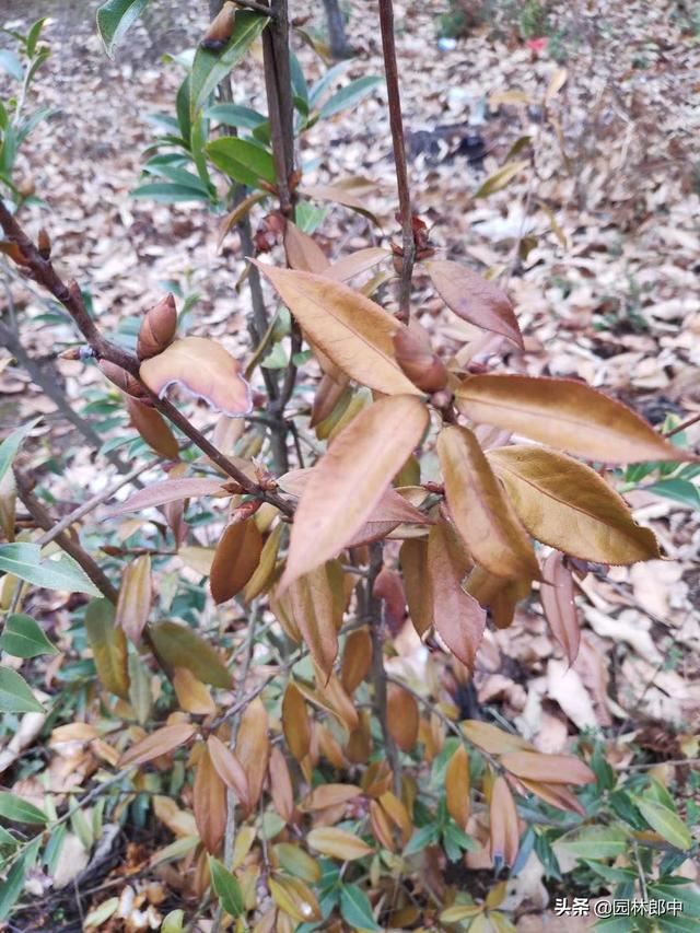 倒春寒已经发生，如何补救才能减轻其对园林植物的伤害