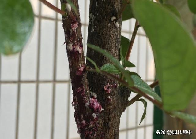 紫薇枝干上有许多小白点，手按一下还出现红色液体，怎么回事儿？