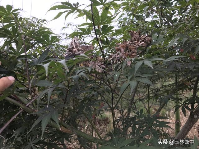 红枫短时间内整株干枯死亡，怎么回事儿？该怎样进行防治？