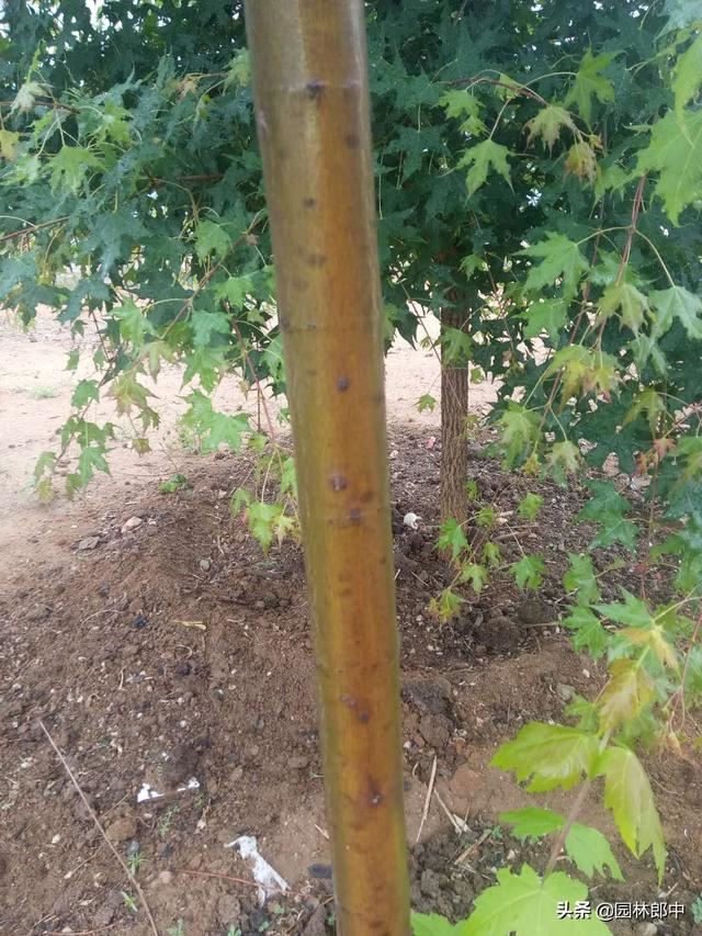 气温越来越高，冬季树木上用来保温的包树布到底用不用拆？
