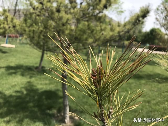 松树松针逐渐干枯、枝梢变秃，怎么回事儿？可能出了这3个问题
