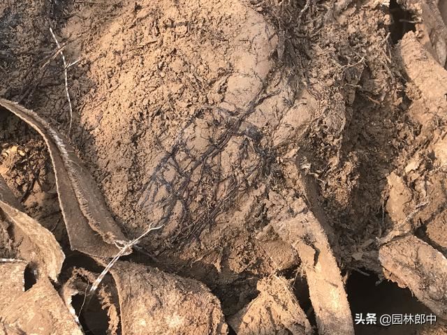 松树松针逐渐干枯、枝梢变秃，怎么回事儿？可能出了这3个问题