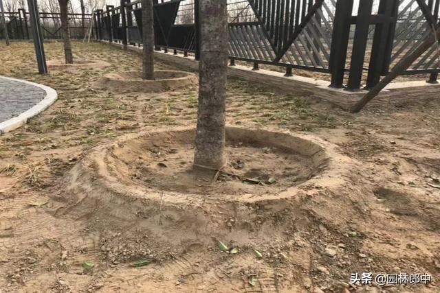 倒春寒已经发生，如何补救才能减轻其对园林植物的伤害