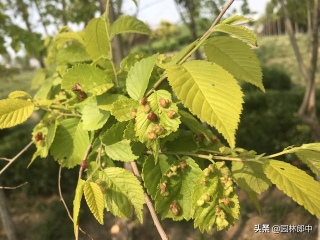 春天，金叶榆树叶子上长了许多酒红色小鼓包，这是怎么回事儿？