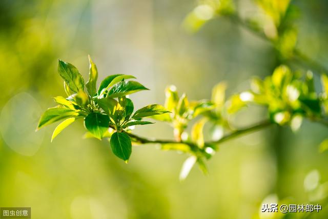 倒春寒已经发生，如何补救才能减轻其对园林植物的伤害
