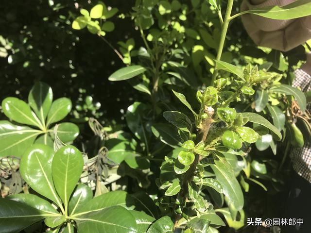 打了多次药物，蚜虫还是防不住，那是因为你忽略了水肥的重要性！