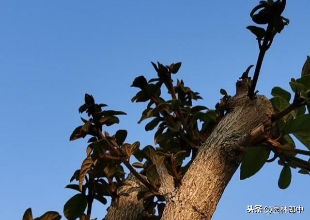 春植苗木即将进入回芽高峰期，怎么做才能预防已发新芽再干枯？