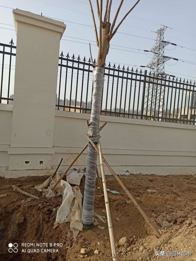 气温越来越高，冬季树木上用来保温的包树布到底用不用拆？