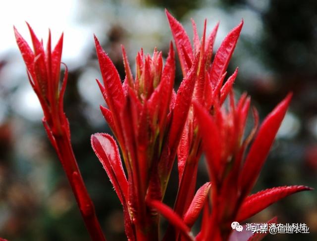 庭院必栽彩叶树-红叶石楠，春季管理要到位，做好“3点”叶片红