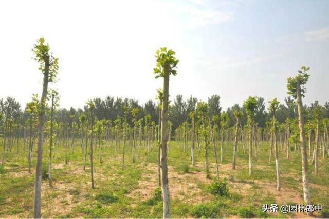 5月份，园林养护工作从这5个方面入手，才能让植物一夏无忧！