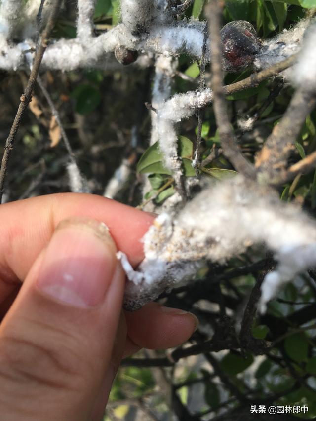 绿篱枝干被白色棉状物包裹，不要不在意，可能是蚧壳虫在危害