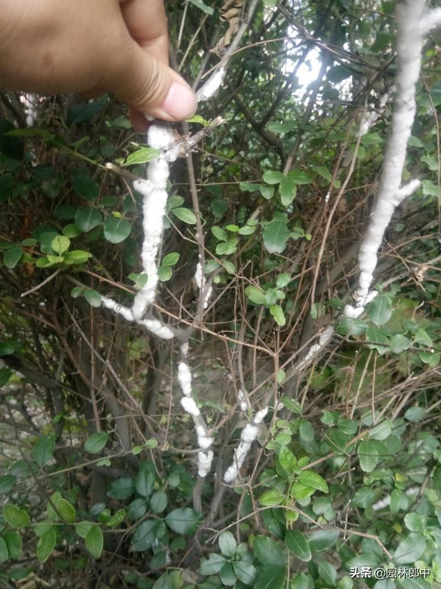 绿篱枝干被白色棉状物包裹，不要不在意，可能是蚧壳虫在危害
