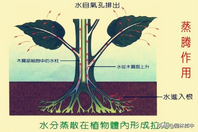 春植苗木即将进入回芽高峰期，怎么做才能预防已发新芽再干枯？