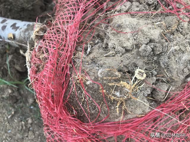 绿化工地海棠树多次移栽、并补栽，成活率还是不高，怎么回事儿？