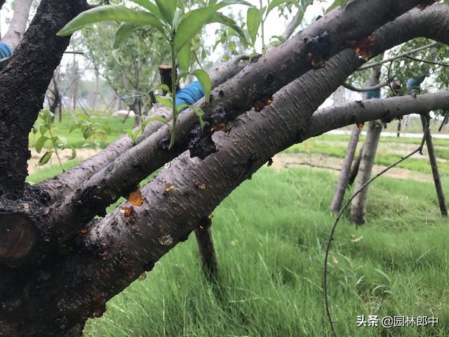5月份，桃树流胶病进入发病高峰期，及时防治，避免桃树再受伤！